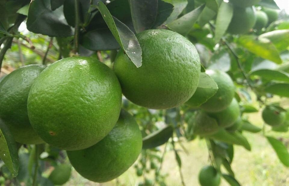 Chanh không hạt tươi từ Việt Nam chất lượng ổn định