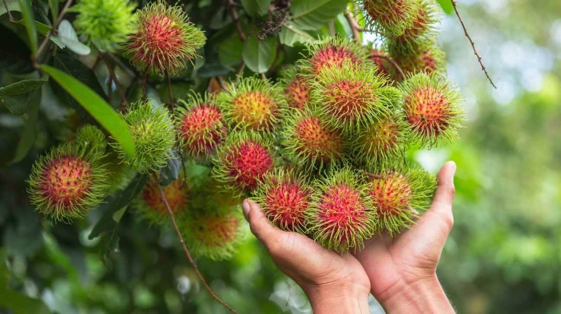 Quả chôm chôm tươi xuất khẩu từ Việt Nam với vỏ đỏ đặc trưng và chất lượng cao.