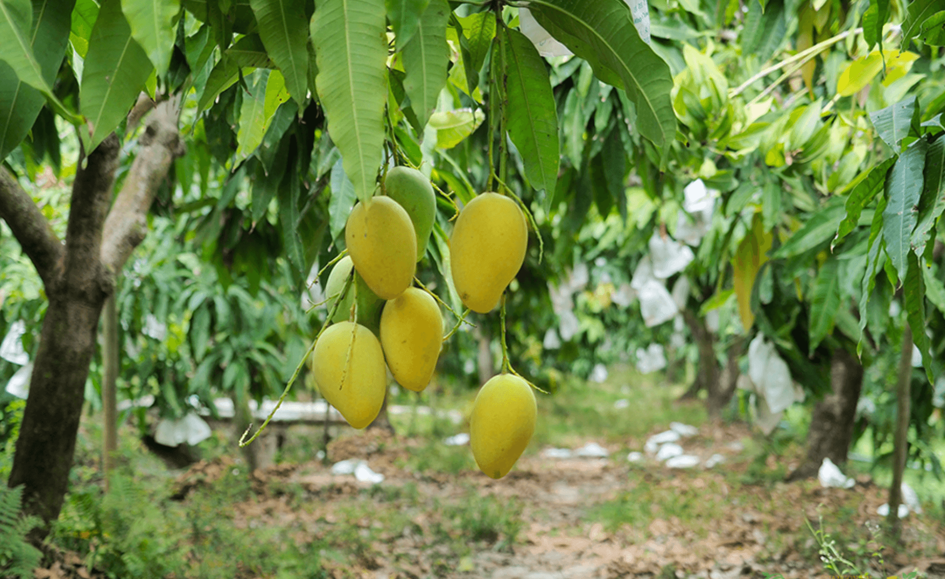 Trái xoài Cát Chu tươi có ngoại hình đẹp mắt