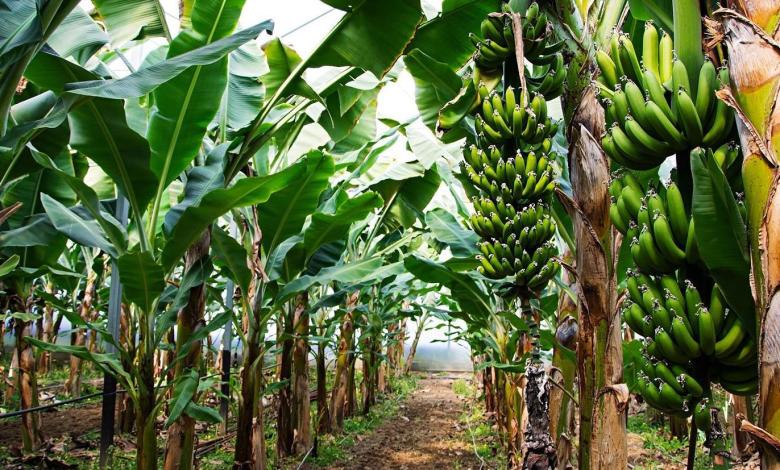 Chuối già Nam Mỹ phát triển đồng đều tại vùng trồng
