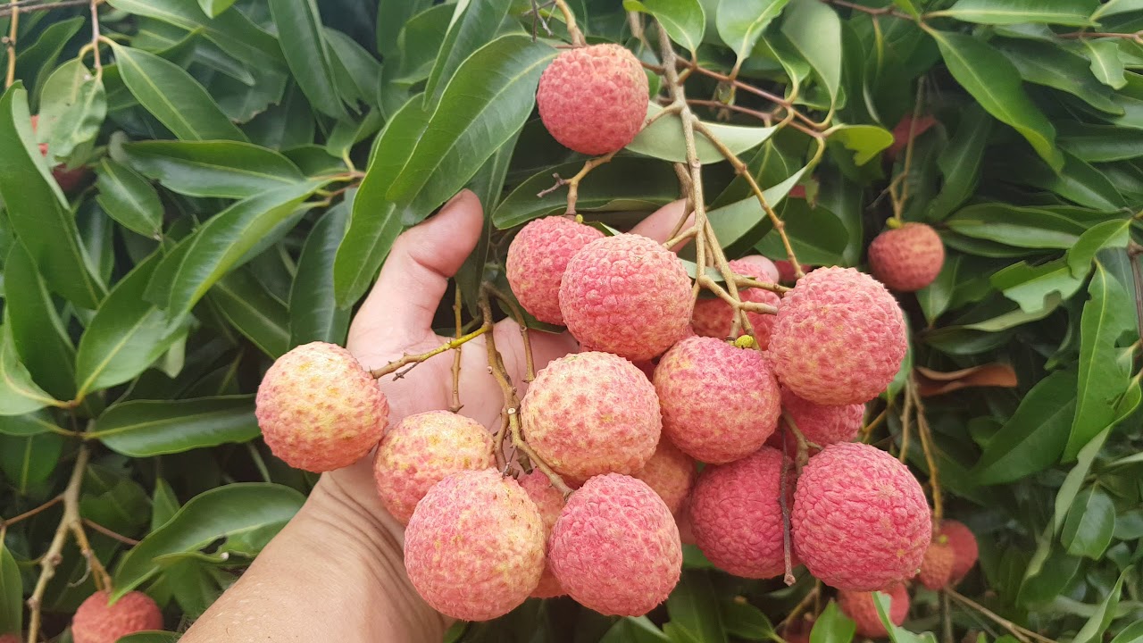 Vải thiều Việt Nam được phân loại cho xuất khẩu